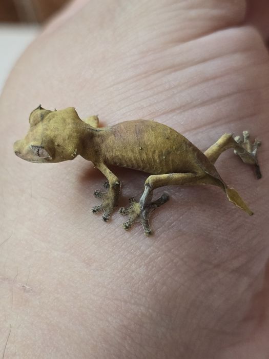 Uroplatus ebenaui, spear point leaf tail gecko