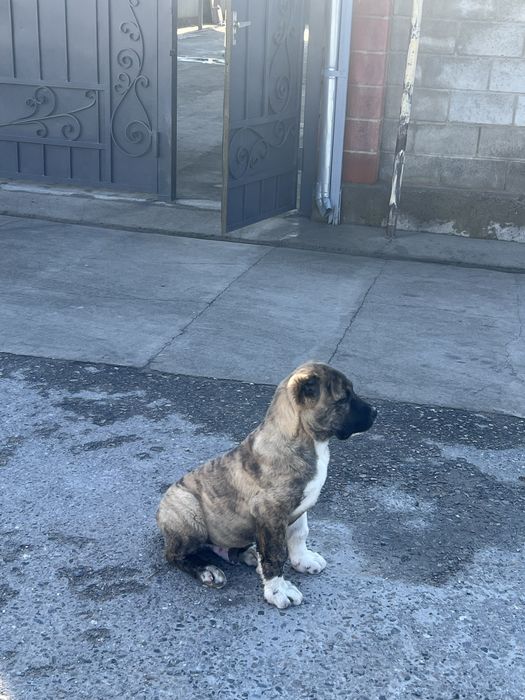 Прививик све сделано