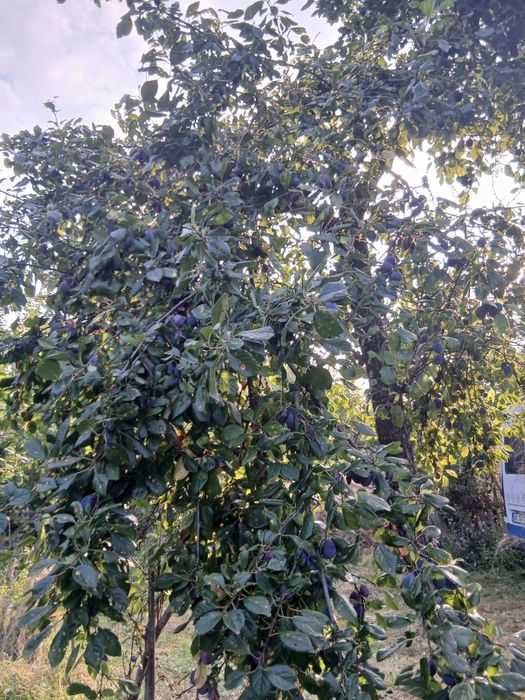 Prune anaspet si arjan