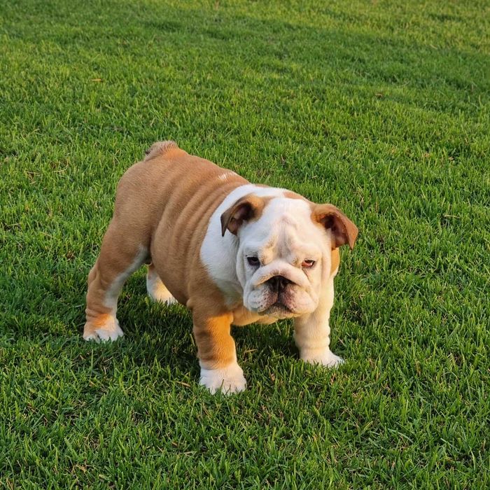 Bulldog Englez Fetița