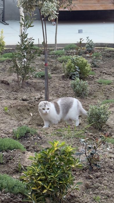 Скоттиш-фолд (шотландская вислоухая)