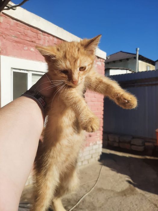 Котята. Домашние