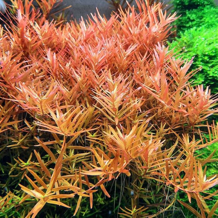 Аквариумные растения - Роталлы