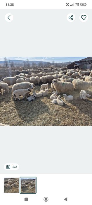 Miei de vânzare 40 lei kg tăiat s-au 23lei kg in viu