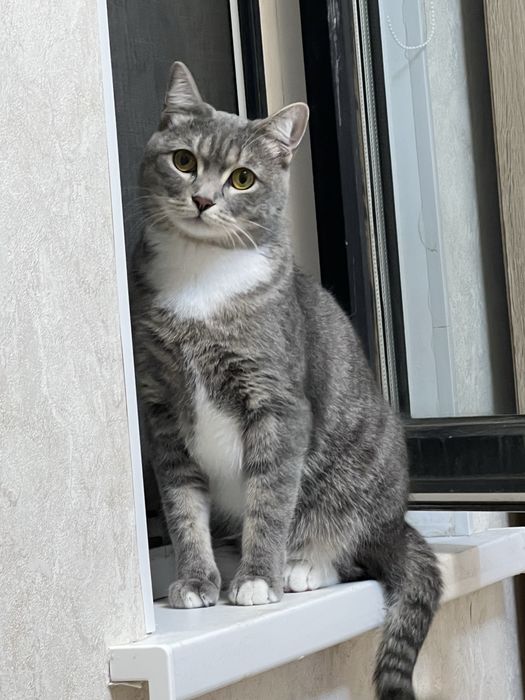 Бесплатно!        Пятилетний кот