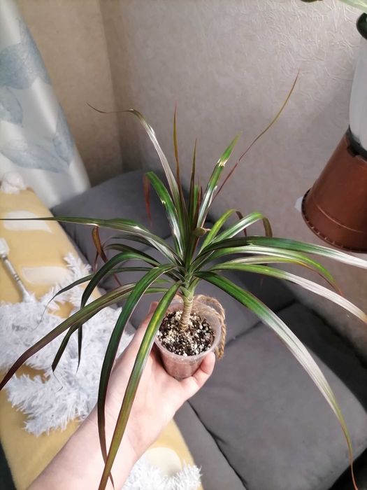 Комнатные растения