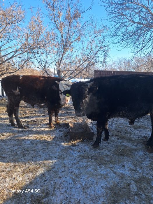 продам бычков 4 головы