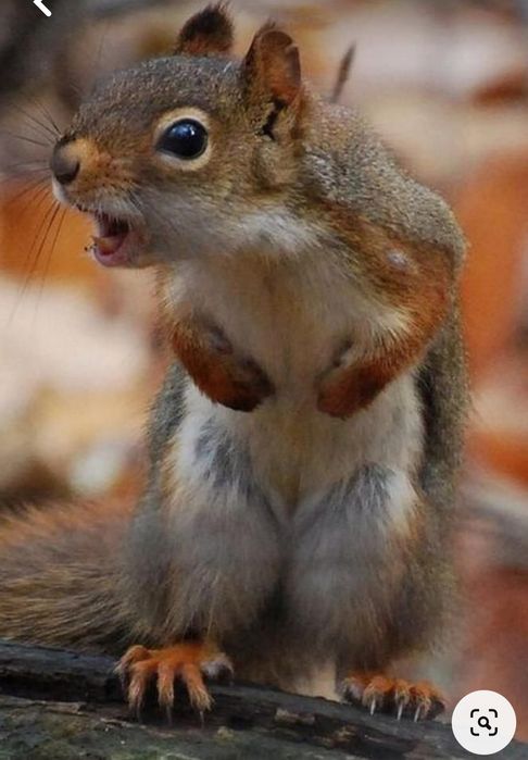 Олмахон кунок белка