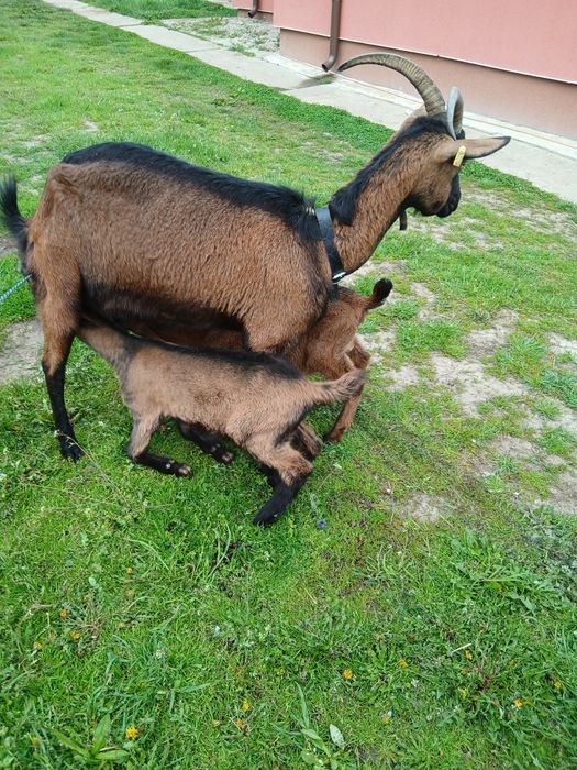 Capră alpina franceza