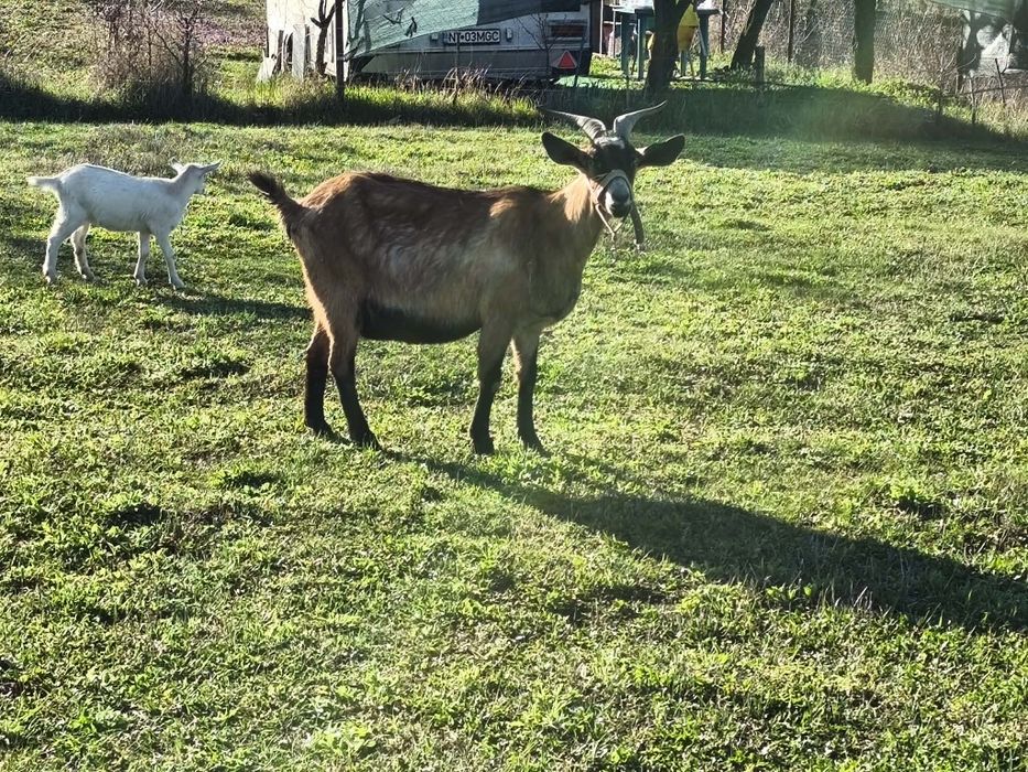 Capra metis  anglonubiana și iedita