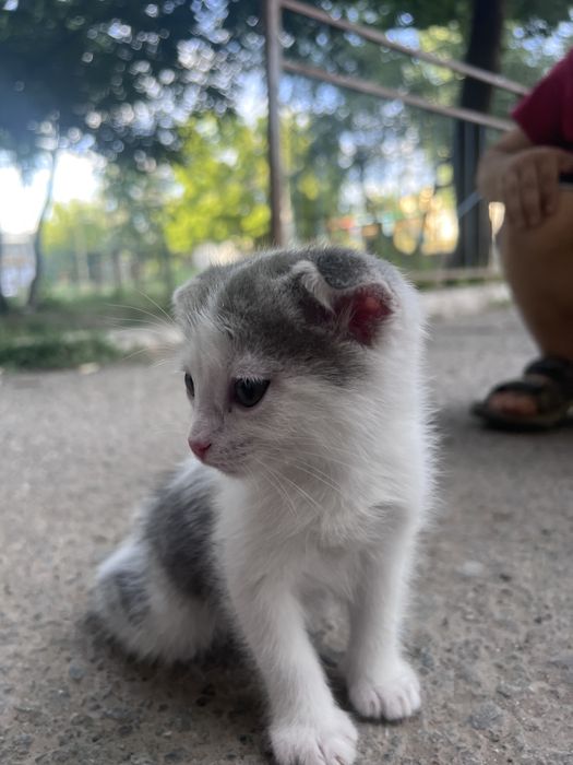 Котята вислоухие шотландские
