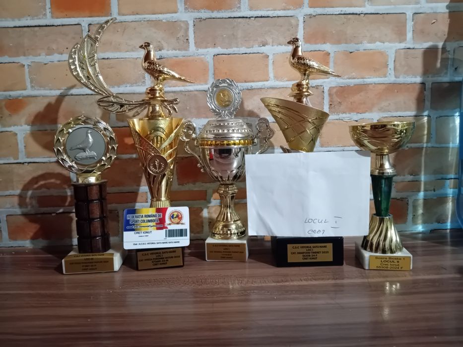 Porumbei voiajori sport