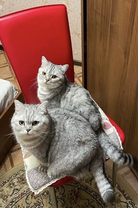 Отдам кошку бесплатно