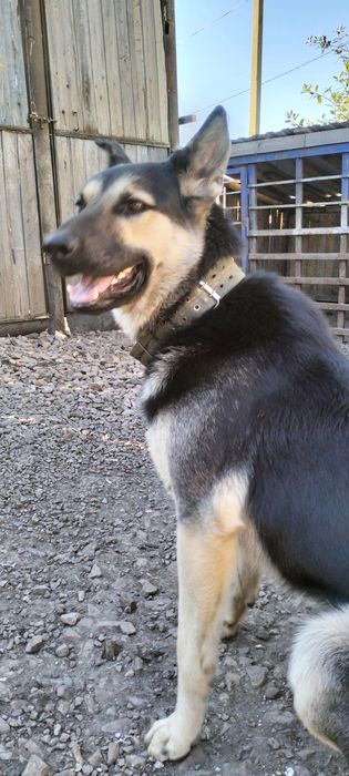 Продам щенят ВЕО,девочки!