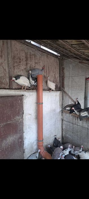 Ouă de bibilică pentru incubat, diverse culori și ouă de curcă. Prețul unui ou de bibilică este 4 lei, iar al unuia de curcă este 5 lei.