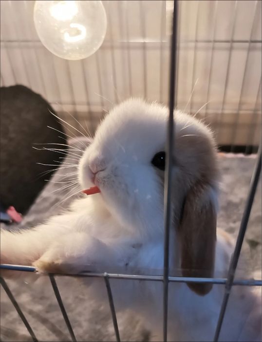 Siz erisha olmagan, bolalikni farzandingizga bering