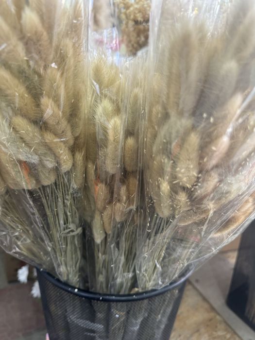 Сухоцветы Камыши