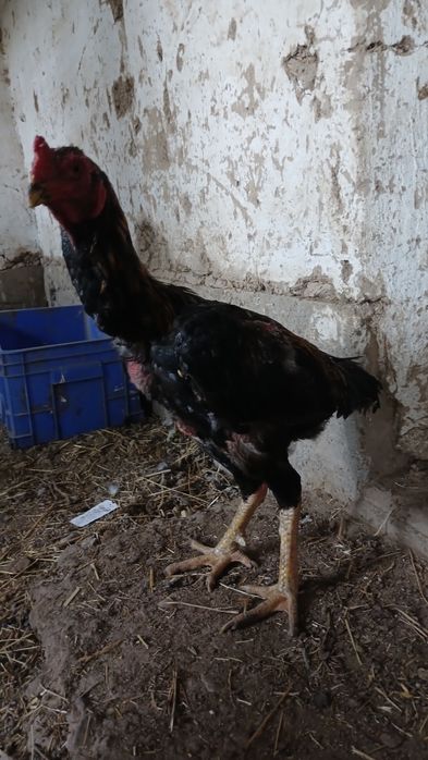 Сатылады дакан парымен