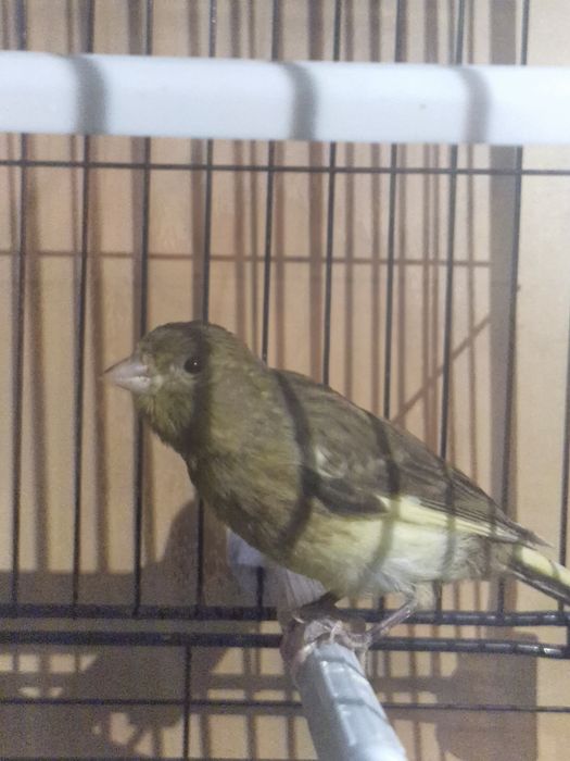 Канарейки молодые