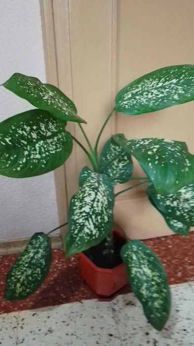 Дифенбахия --Дифенбахия --