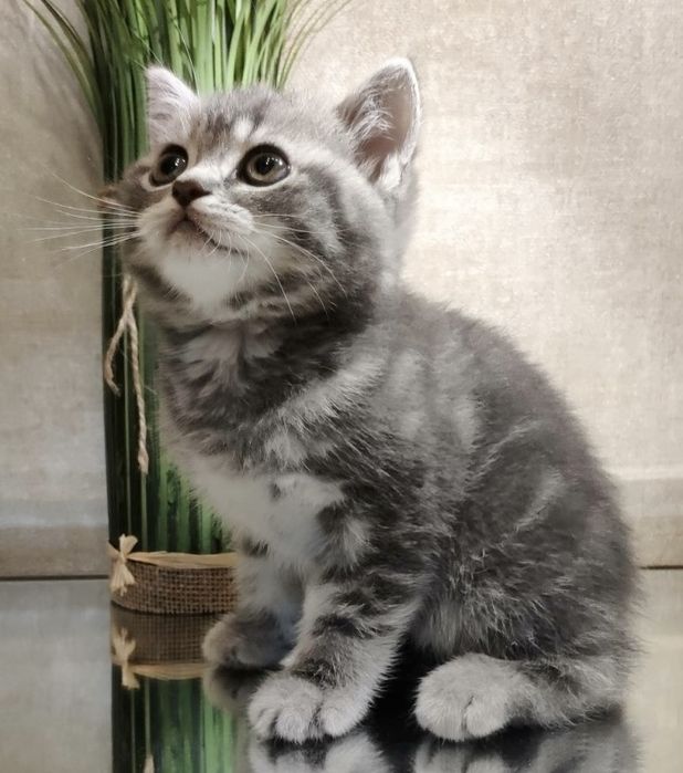 Шотланские котята