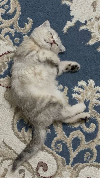 Котёнок Шотландец 3 месяца