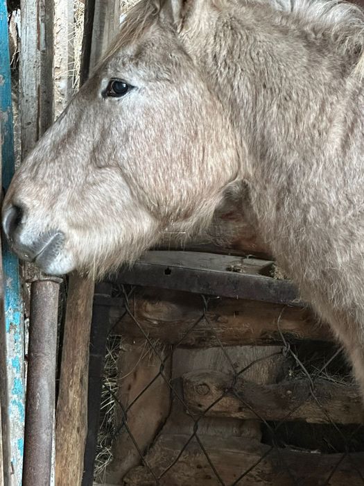 Продам Куган с откорма