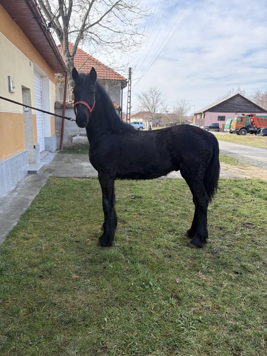 Manji Frisian barok de vanzare .