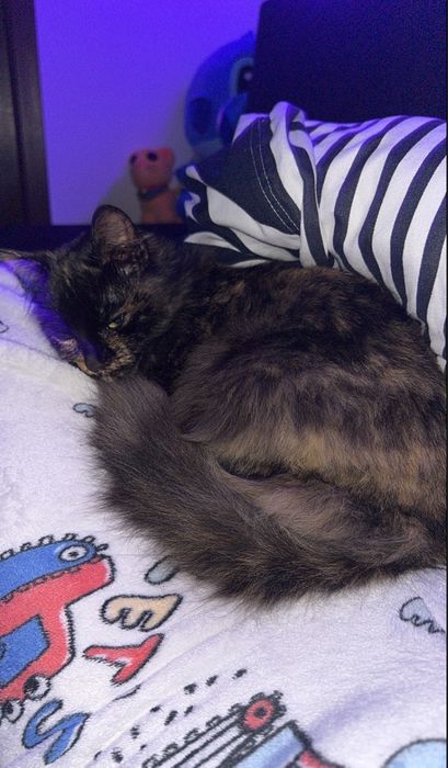 Dau spre adopție o pisicuță.