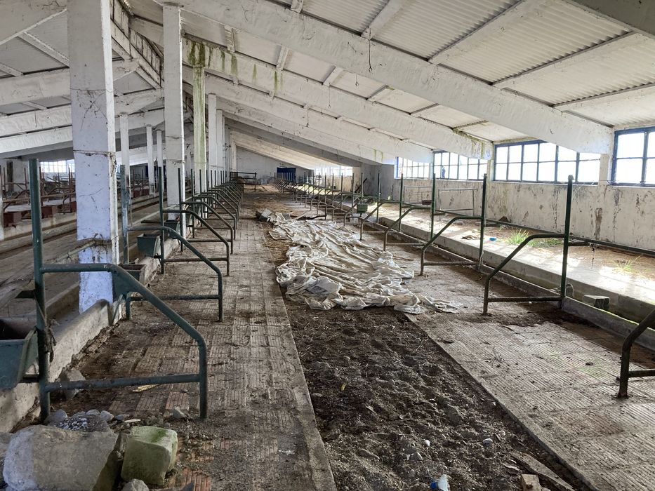 Vand ferma 3 hale saivane la nodul autostrazi A1 Dobra 7800m2