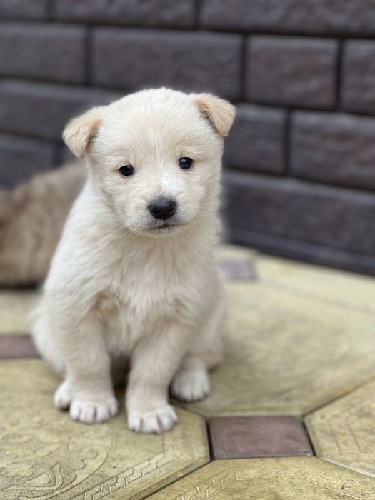 Щенки домашние красивые