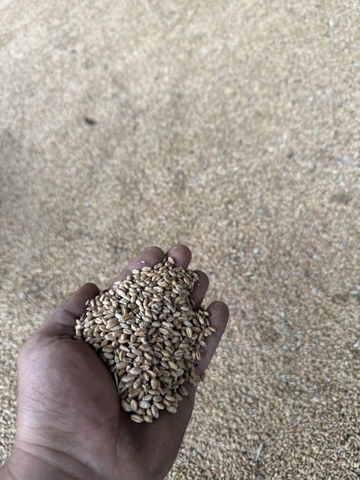Vând cereala grâu/orzoaică/ovăz