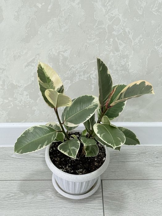 Фикус Вариегатный 7000 тенге