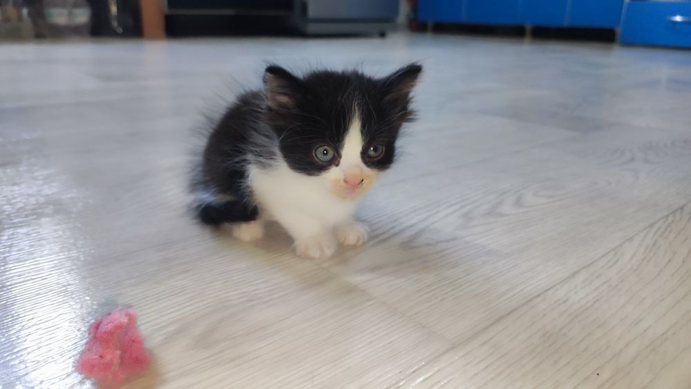 Отдам котят срочно!