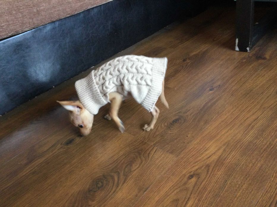 НОВ топъл бежов зимен луксозен пуловер за куче от Италия S и M размер