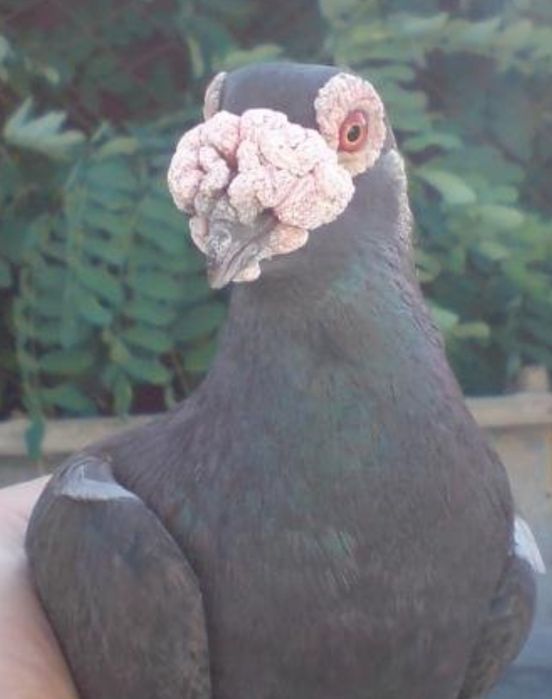 Голуби драконы .