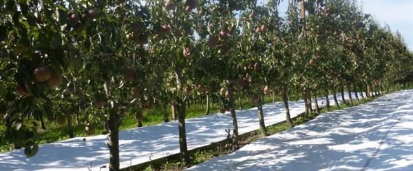 Agrotextil alb 100 gr/mp la metru
