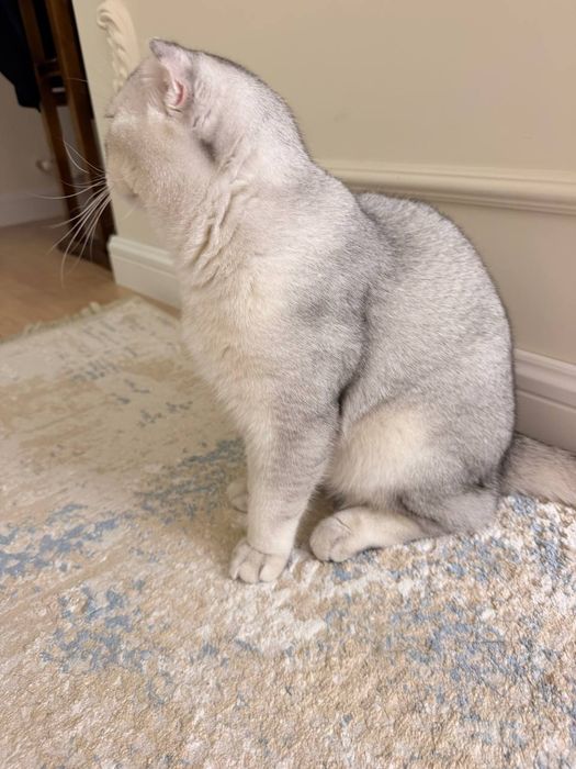 Шотландская вислоухая кошка