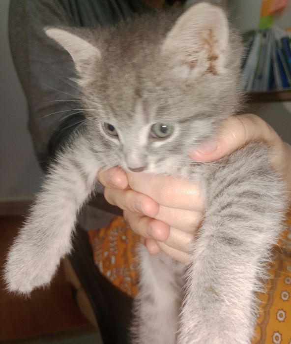 Еркек мысық бар керекпа