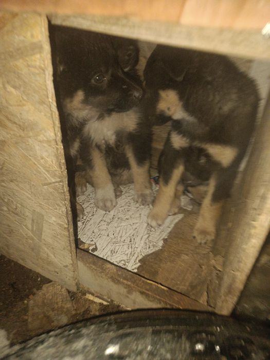 Отдам крупных щенков помесь с немцем