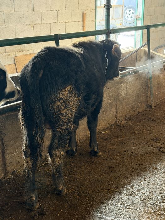 Бычки на продаже