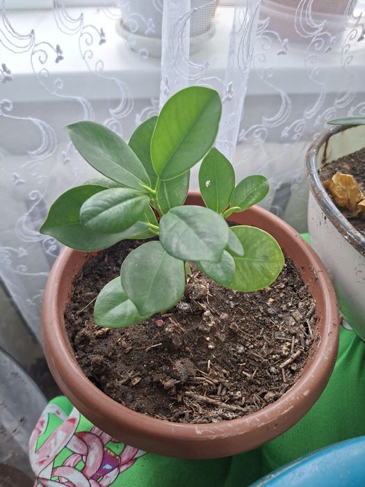 Продам комнатные цветы