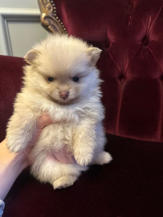 Померан XXS (Mini)