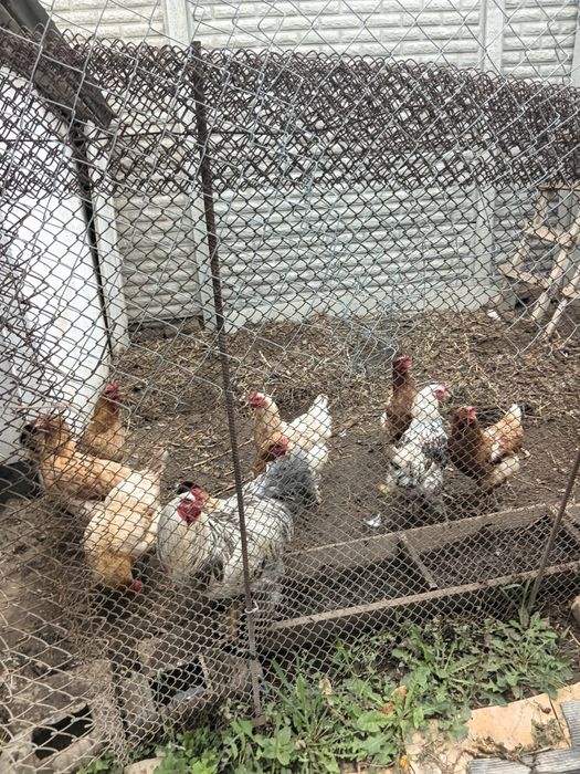 Продам курей и петуха