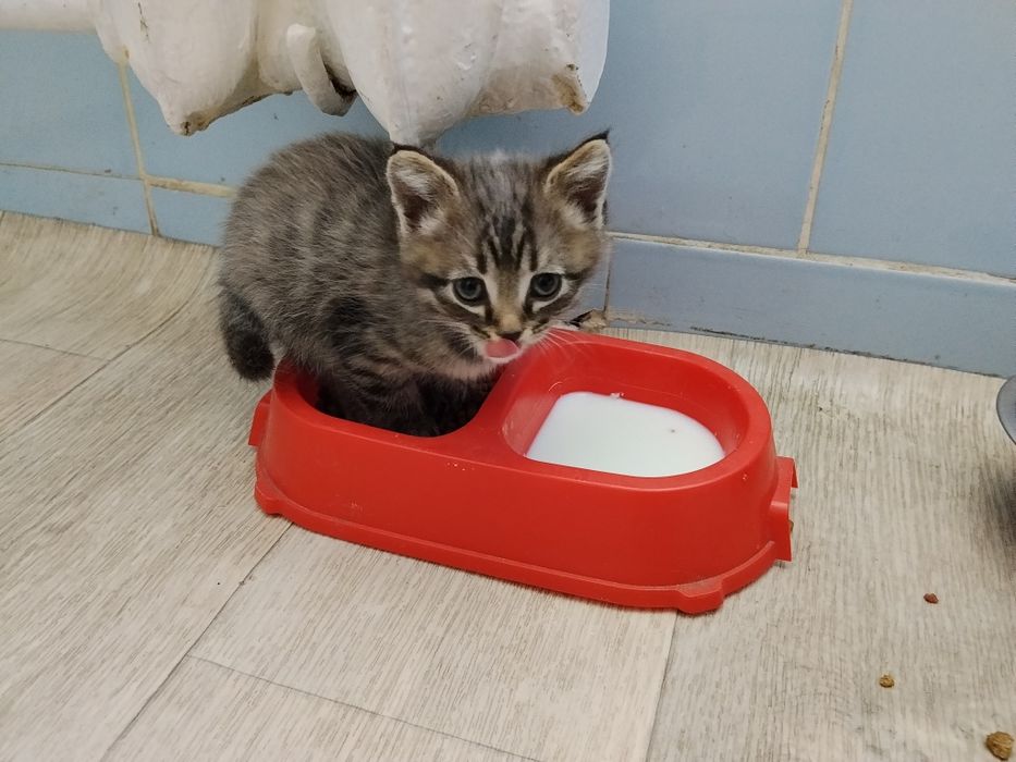 Отдам котёнка мальчик