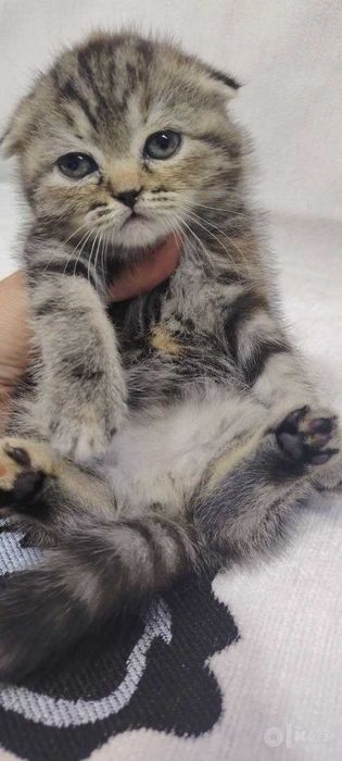 Скотиш страйт  котята