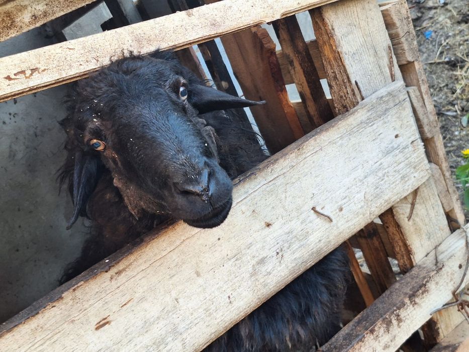 Еркек қошқар сатылады