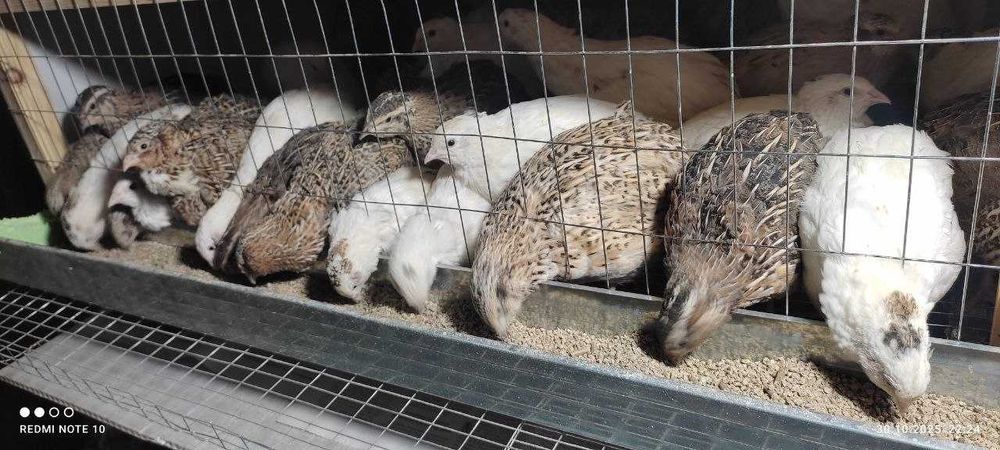 Беданалар сотилади