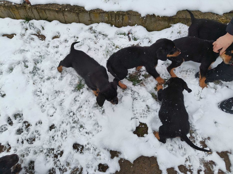 Donez 7 căței - 5 băieți și 2 fetițe,vârstă 2 luni jumătate.