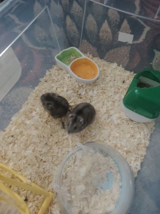 Продам хомяка, вид джунгарский